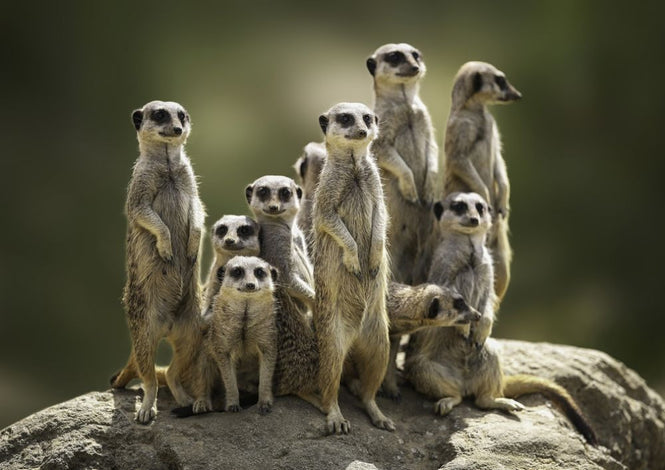 PHOTOWALL / Meerkat Family (e316486)