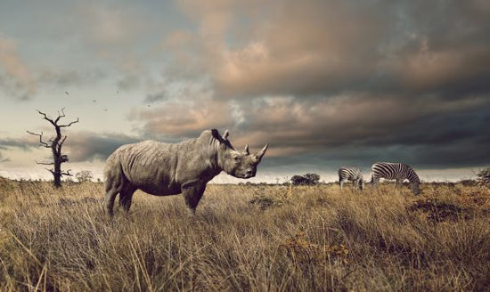 PHOTOWALL / Rhino and Zebra in Grasslands (e316487)