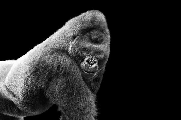 PHOTOWALL / Adult Gorilla (e316488)