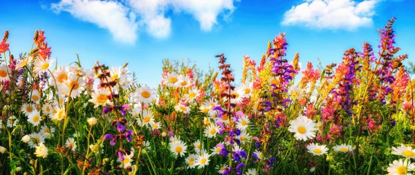 PHOTOWALL / Flowers on a Meadow (e316489)
