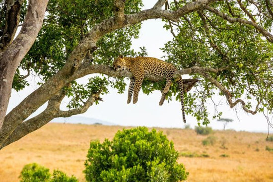 PHOTOWALL / Leopard Sleeping in Tree (e316491)