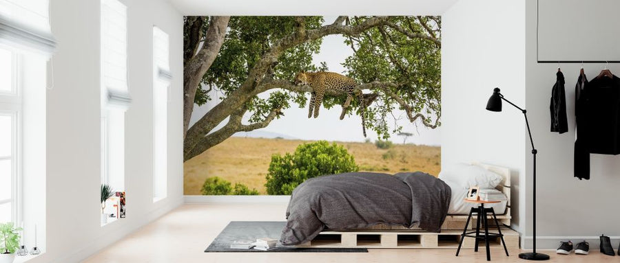 PHOTOWALL / Leopard Sleeping in Tree (e316491)