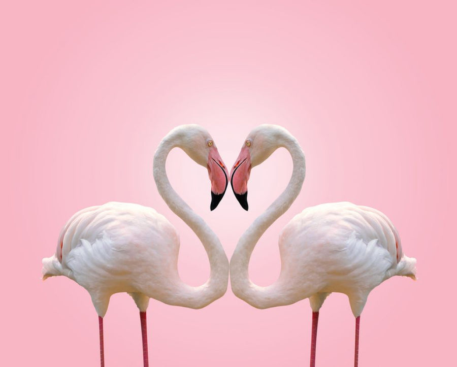 PHOTOWALL / Couple Flamingo (e316492)