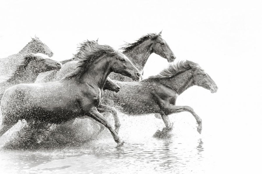 PHOTOWALL / Herd of Wild Horses (e316493)
