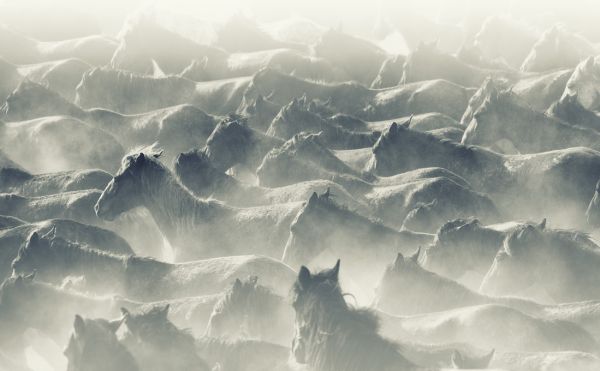 PHOTOWALL / Herd of Wild Horses (e316494)