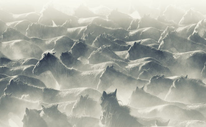 PHOTOWALL / Herd of Wild Horses (e316494)