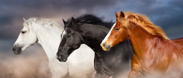 PHOTOWALL / Horse Herd (e316495)