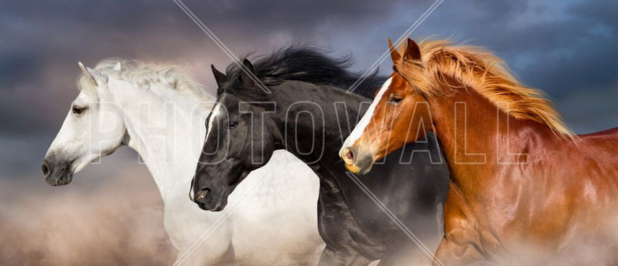 PHOTOWALL / Horse Herd (e316495)