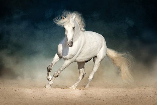 PHOTOWALL / White Andalusian Horse (e316496)
