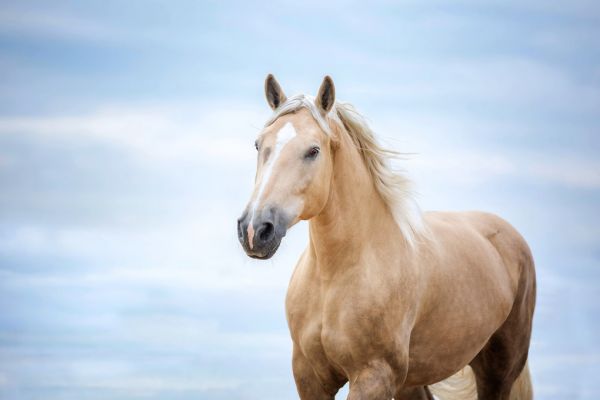 PHOTOWALL / Portrait of a Horse (e316497)