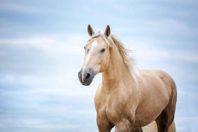 PHOTOWALL / Portrait of a Horse (e316497)