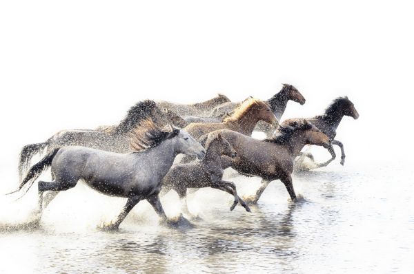 PHOTOWALL / Wild Horses of Anatolia (e316498)