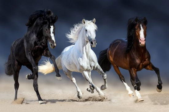 PHOTOWALL / Three Horses Run (e316499)