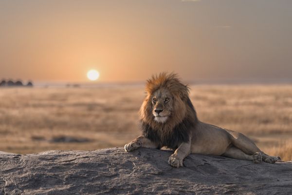 PHOTOWALL / Lion Sitting on the Rock (e316500)