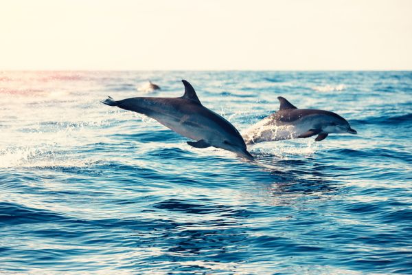 PHOTOWALL / Dolphins Jumping from the Sea (e316501)