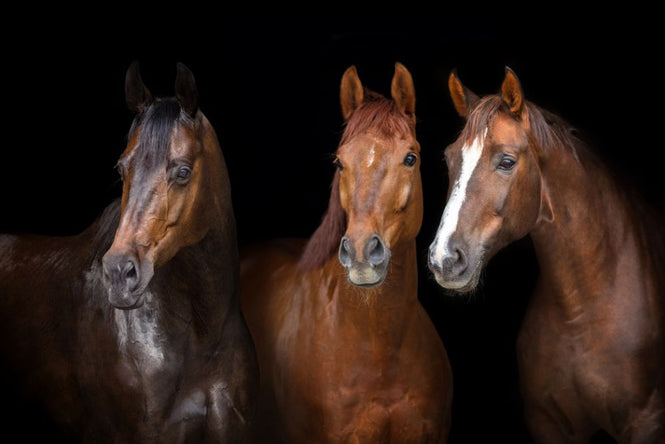 PHOTOWALL / Horses on Black (e316502)