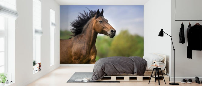 PHOTOWALL / Bay Horse Portrait (e316503)