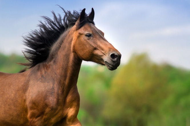 PHOTOWALL / Bay Horse Portrait (e316503)