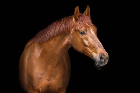 PHOTOWALL / Red Horse Portrait (e316505)