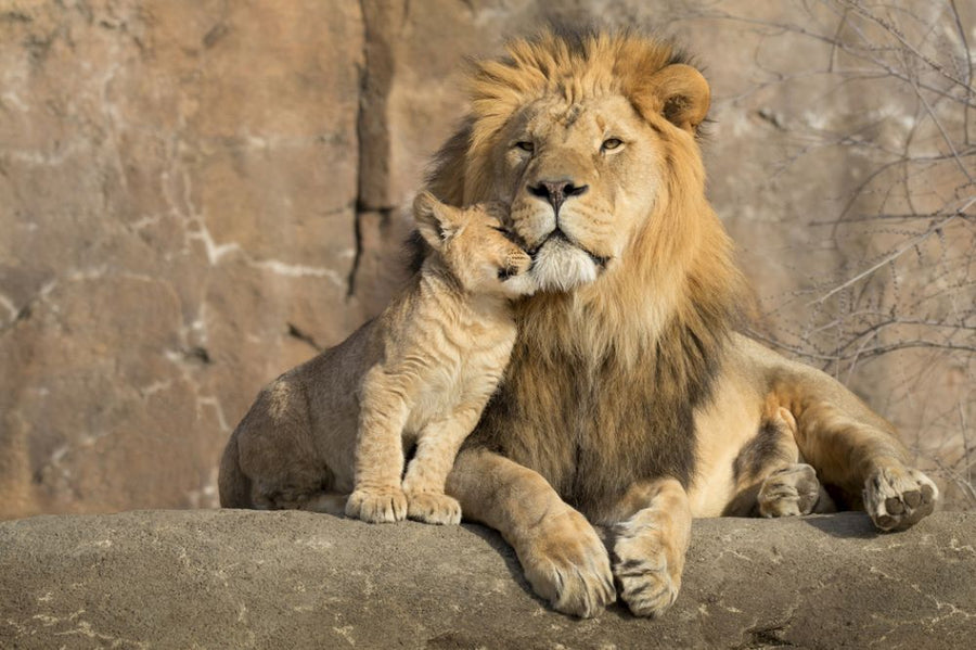 PHOTOWALL / Lion and Cub (e316508)