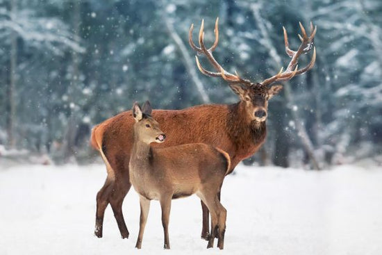 PHOTOWALL / Deer in the Snow (e316509)