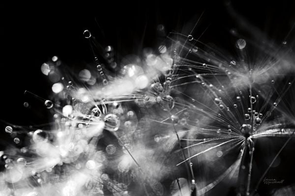 PHOTOWALL / Dandelion Abstract (e316194)