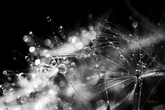 PHOTOWALL / Dandelion Abstract (e316194)