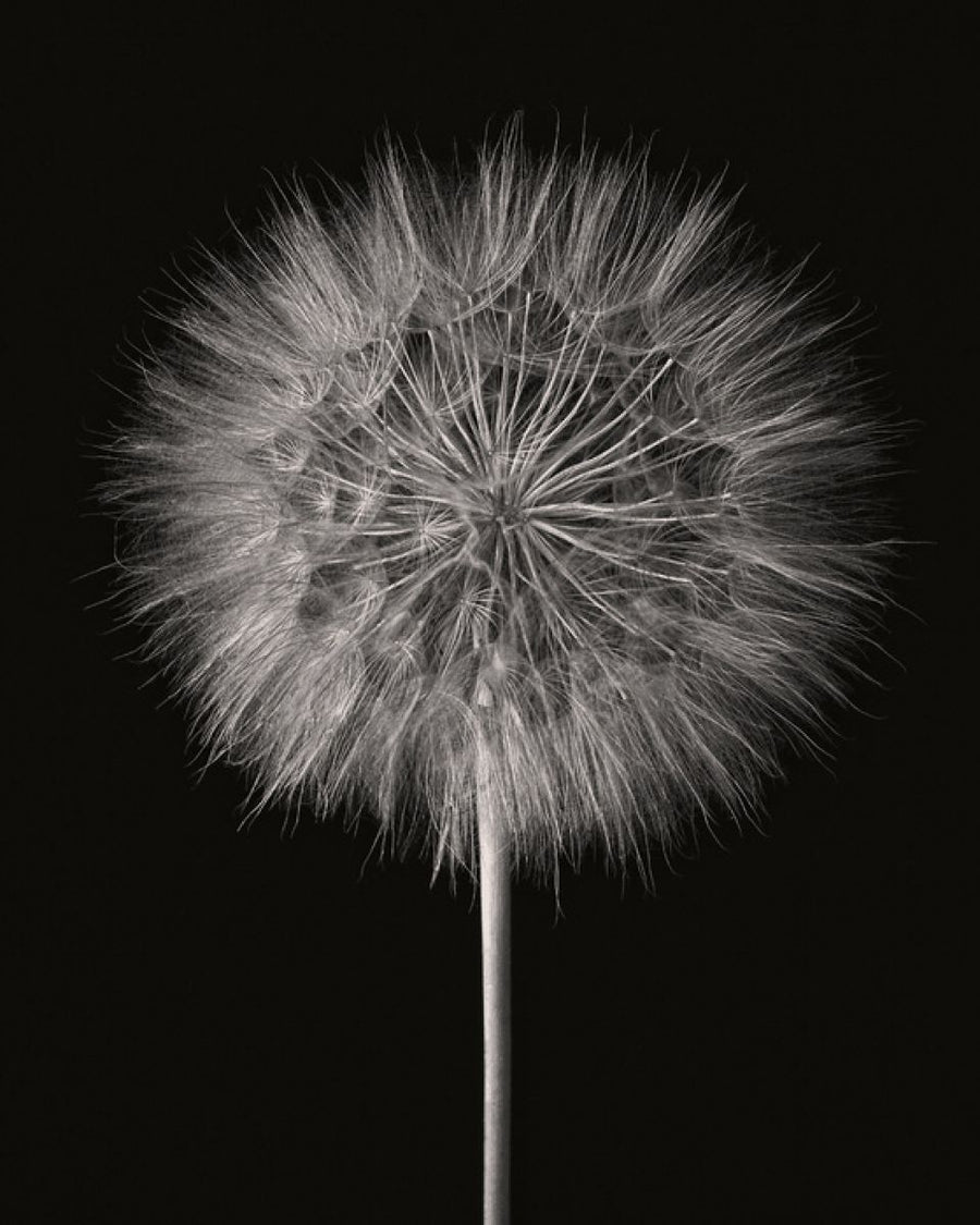 PHOTOWALL / Dandelion Fluff on Black (e316197)