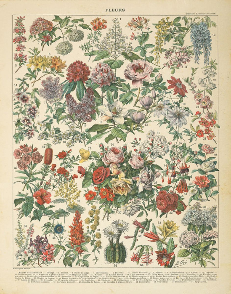 PHOTOWALL / French Flower Chart (e316421)