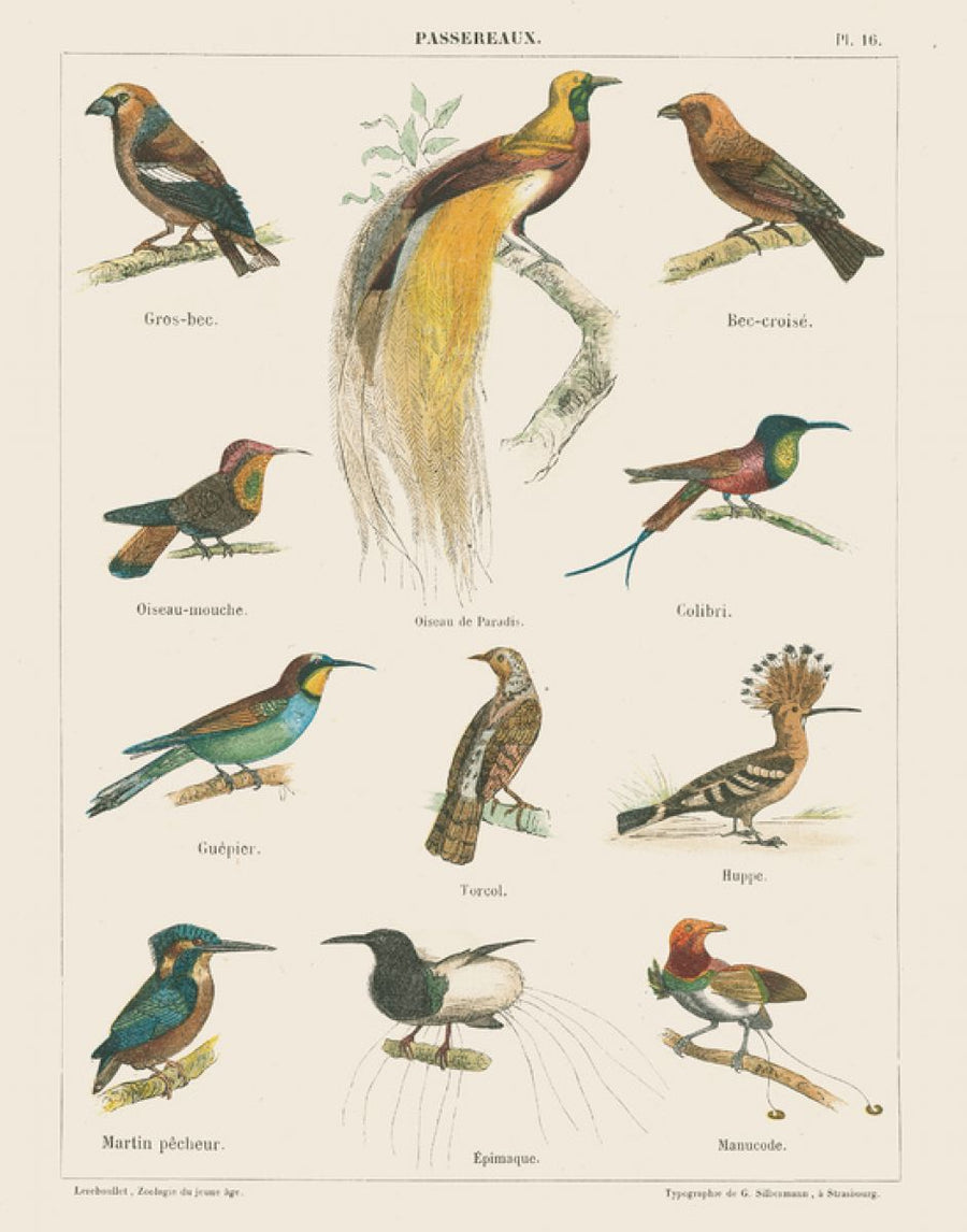 PHOTOWALL / Bird Chart I (e316422)