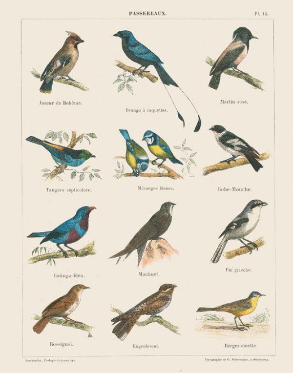 PHOTOWALL / Bird Chart II (e316423)