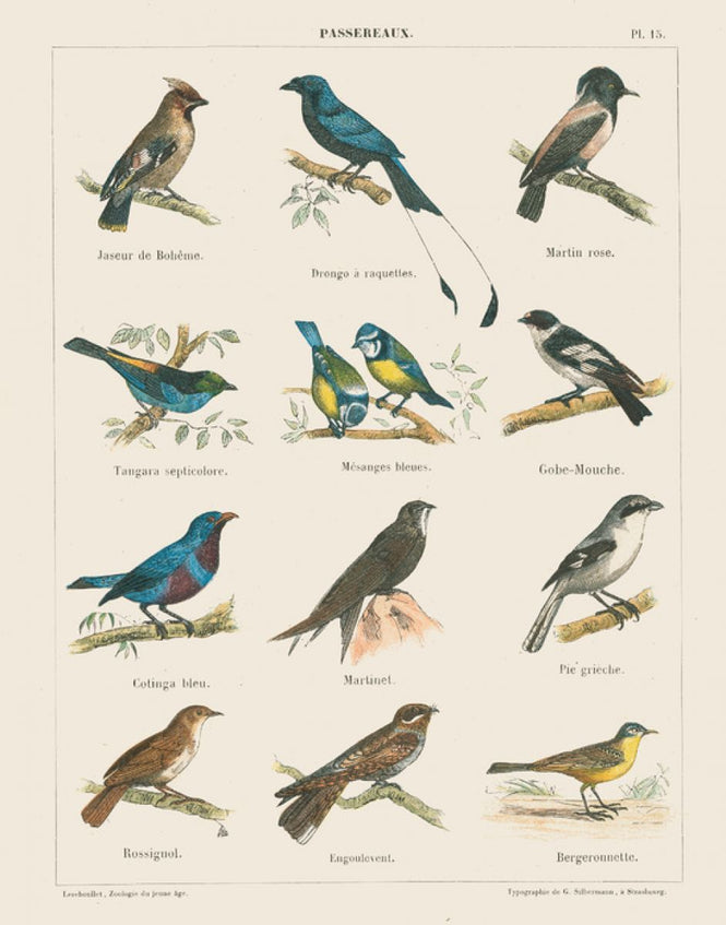 PHOTOWALL / Bird Chart II (e316423)