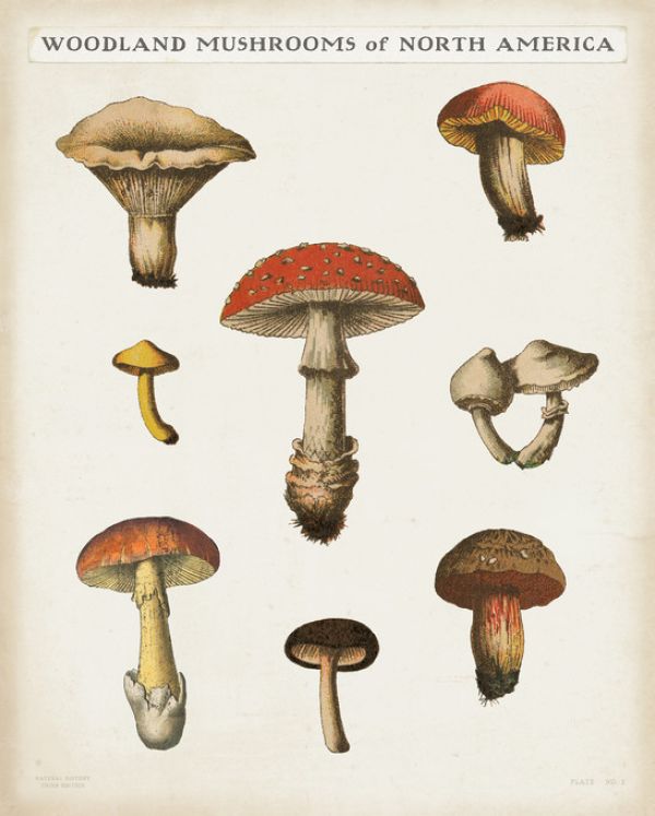 PHOTOWALL / Mushroom Chart (e316428)