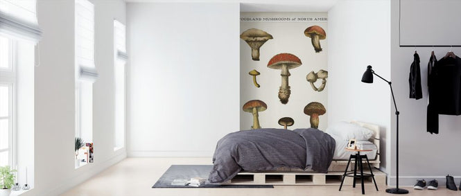 PHOTOWALL / Mushroom Chart (e316428)