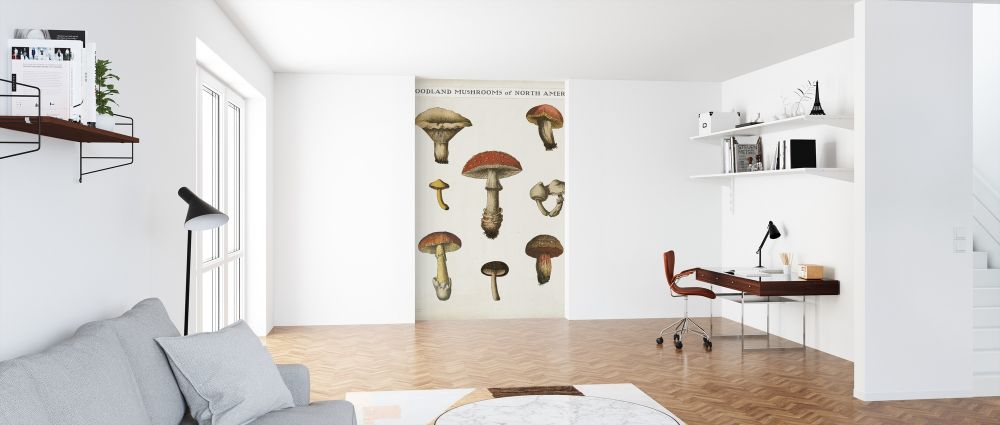 PHOTOWALL / Mushroom Chart (e316428) | 輸入壁紙専門店 WALPA