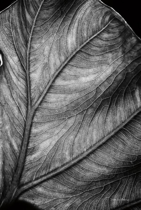 PHOTOWALL / Elephant Ear (e316431)