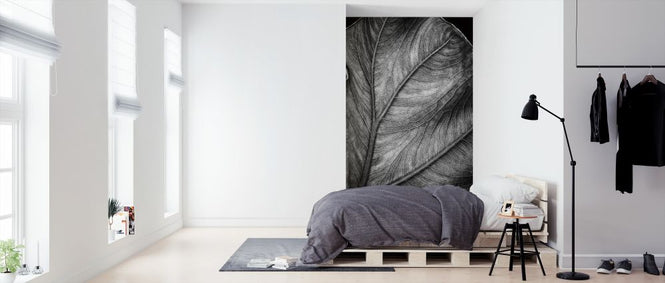 PHOTOWALL / Elephant Ear (e316431)