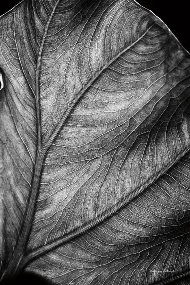 PHOTOWALL / Elephant Ear (e316431)