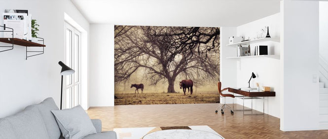 PHOTOWALL / Morning Calm (e316433)