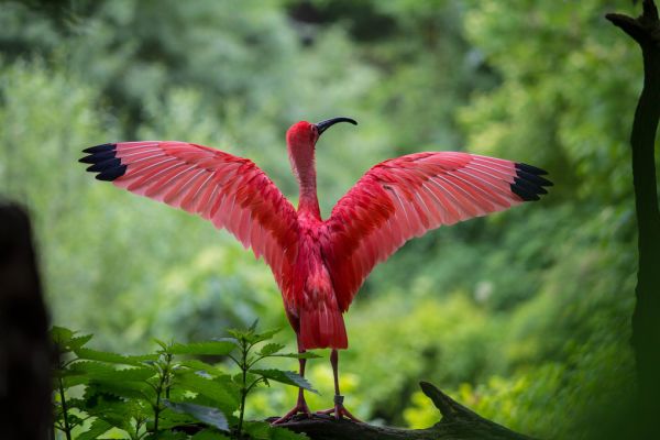 PHOTOWALL / Beautiful Bird (e316208)