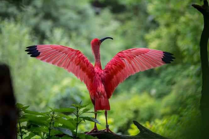 PHOTOWALL / Beautiful Bird (e316208)