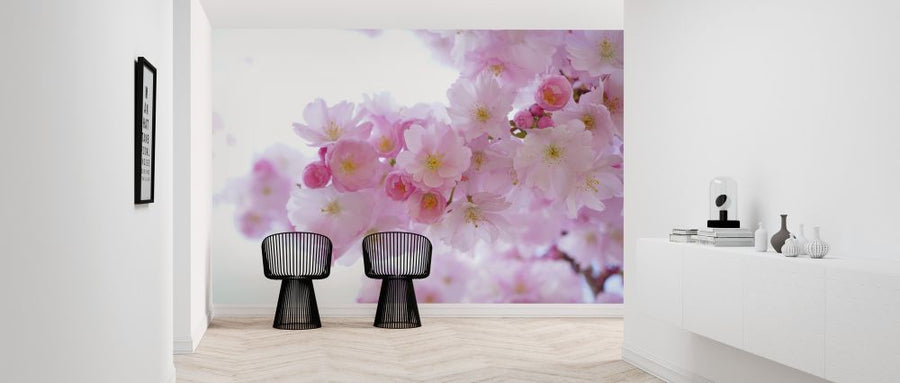 PHOTOWALL / Blossom Cherry Blossom (e316212)