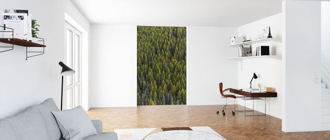 PHOTOWALL / Conifer Day (e316218)