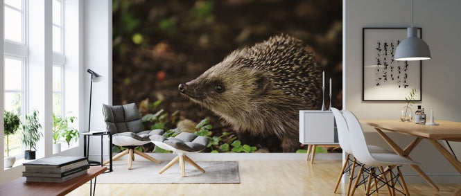 PHOTOWALL / Curious Hedgehog (e316219)