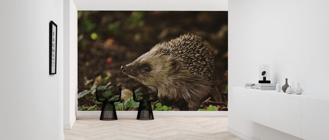 PHOTOWALL / Curious Hedgehog (e316219)