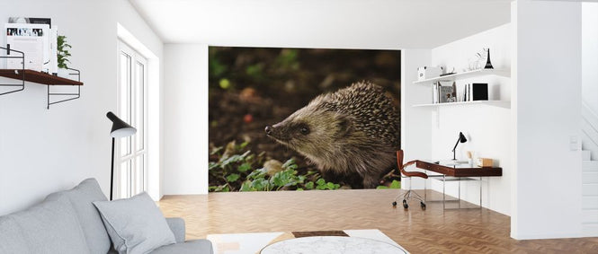 PHOTOWALL / Curious Hedgehog (e316219)