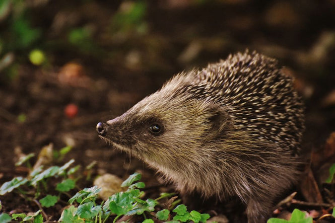 PHOTOWALL / Curious Hedgehog (e316219)