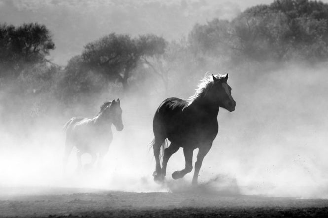 PHOTOWALL / Equine (e316224)