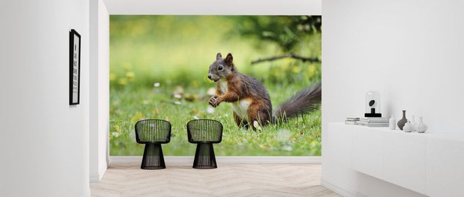 PHOTOWALL / Squirrel Census (e316239)