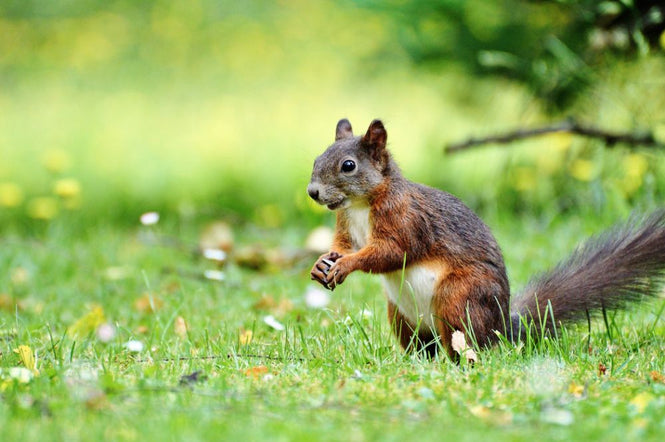 PHOTOWALL / Squirrel Census (e316239)